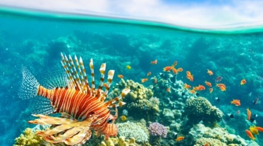 Kızıldeniz ve Kahire - Hurghada (4) Kahire (3) -İskenderiye ve Luksor'u Görme İmkanı
