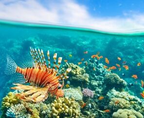 Kızıldeniz ve Kahire - Hurghada (4) Kahire (3) -İskenderiye ve Luksor'u Görme İmkanı