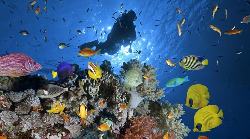 Kurban bayramı özel 5*  Hotel Konaklamalı Tüm Extra Turlar Dahil Sharm El Sheikh Tatil Paketi 4 Gece 5 Gün