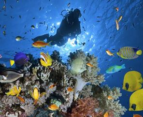 Kurban bayramı özel 5*  Hotel Konaklamalı Tüm Extra Turlar Dahil Sharm El Sheikh Tatil Paketi 4 Gece 5 Gün